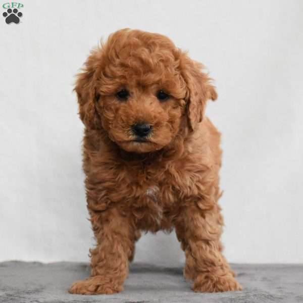 Watson, Cavapoo Puppy